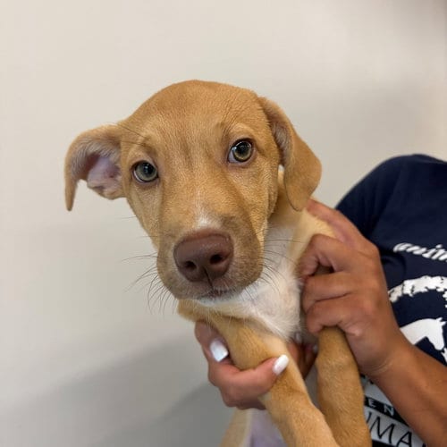 Photo of King, adoptable Unknown breed in Rancho Santa Fe, California