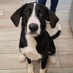 Photo of Prince George, adoptable Great Dane Mixed Breed (Medium) in Chatham, Virginia