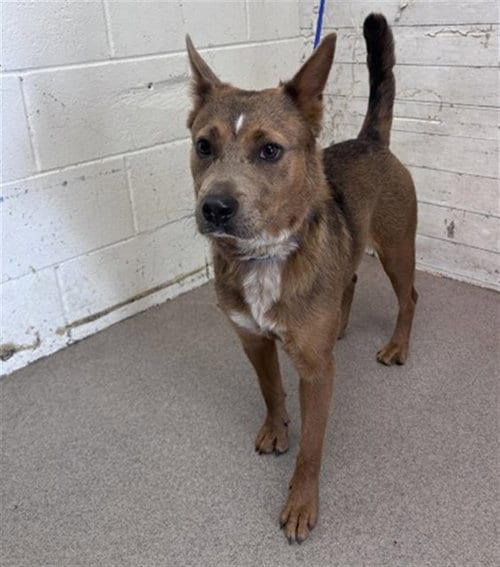 Photo of Mocha, adoptable Australian Cattle Dog/Blue Heeler in San Bernardino, California