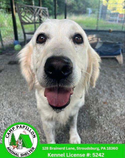 Photo of Meringue, adoptable Golden Retriever in Stroudsburg, Pennsylvania