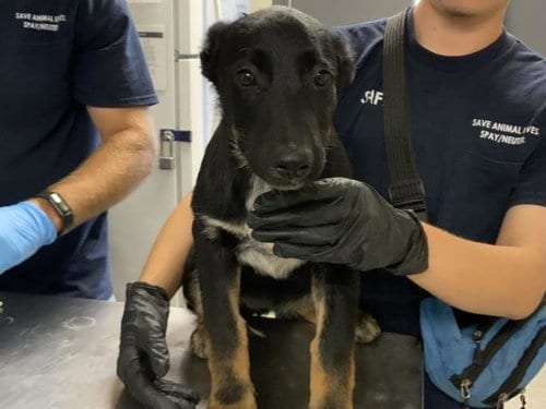 Photo of Judy Hopps, adoptable German Shepherd Dog in Visalia, California