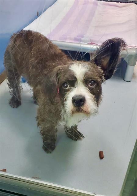 Photo of Bonny, adoptable Border Terrier in Las Vegas, Nevada