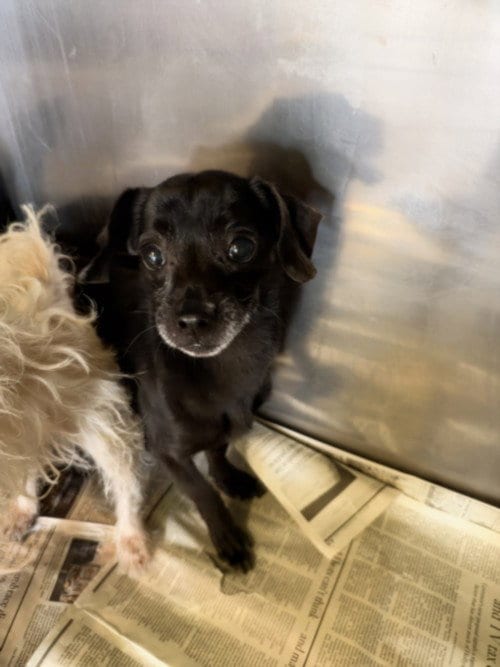 Photo of Carter, adoptable Chihuahua in Los Angeles, California