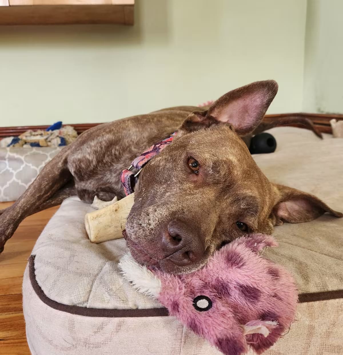 Photo of Foxy Brown, adoptable American Pit Bull Terrier Plott Hound in Westminster, Massachusetts