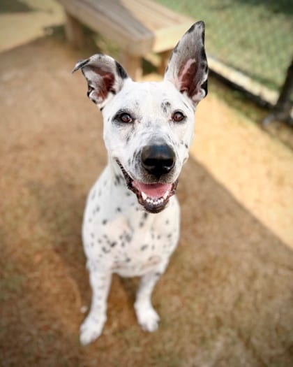 Photo of Gus, adoptable dog in Atlanta, Georgia