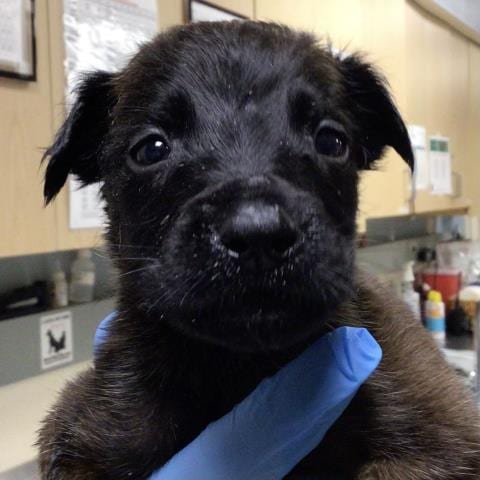 Photo of Steven, adoptable German Shepherd Dog in Riverside, California