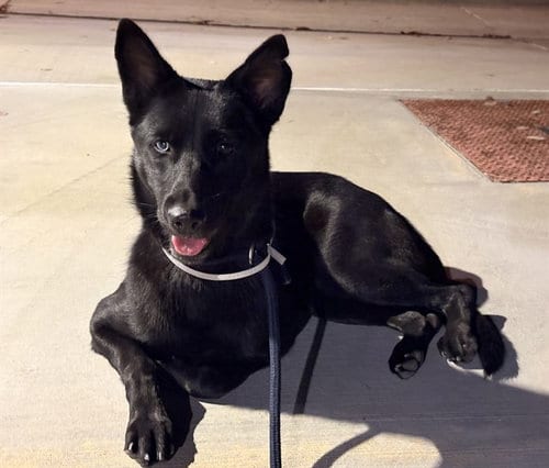 Photo of Lilith, adoptable Labrador Retriever in Baldwin Park, California