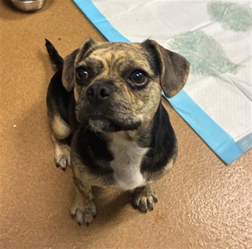 Photo of Beatrice, adoptable Beagle in San Jose, California