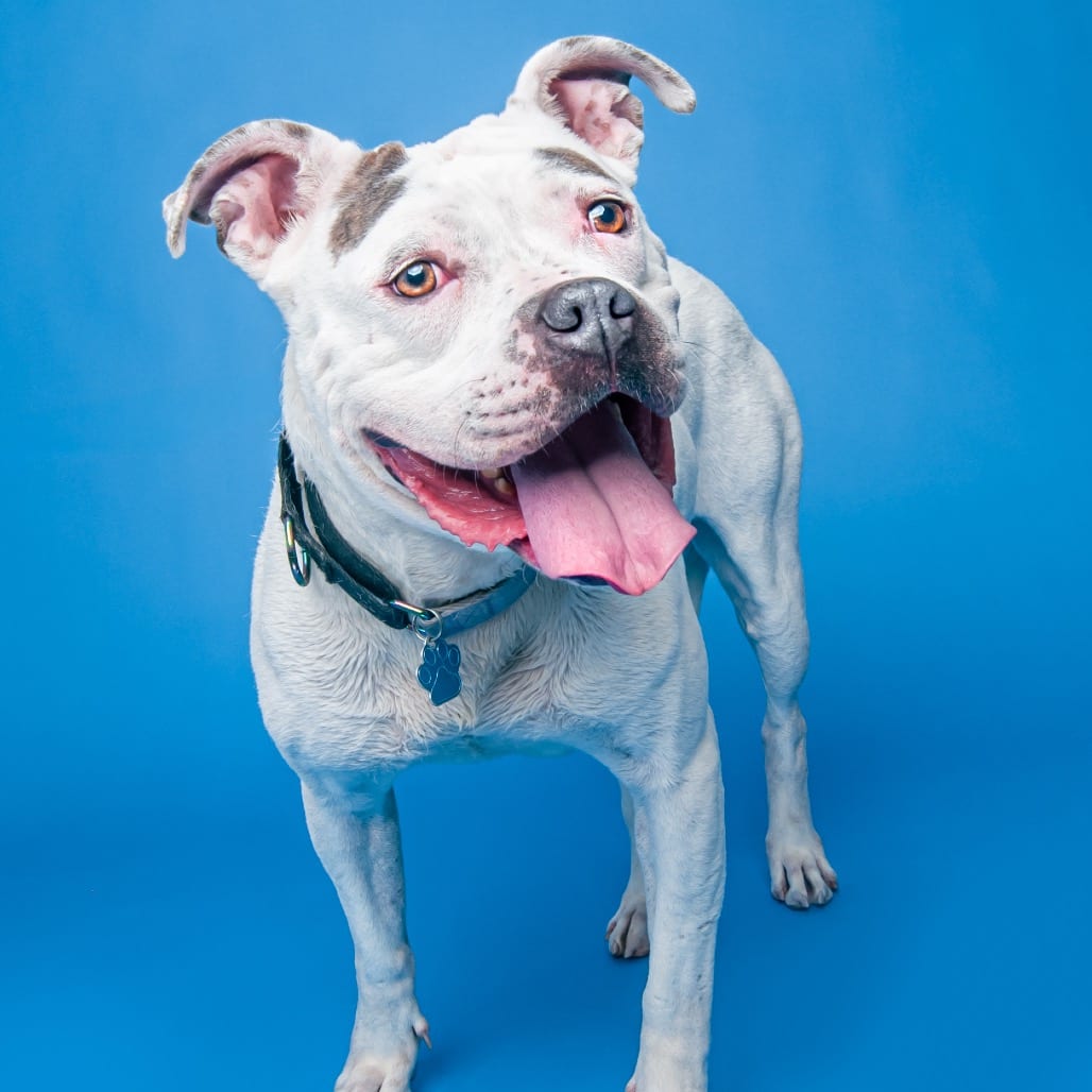 Photo of Cali, adoptable Bulldog, American / Mixed Breed (Large) in Patchogue, New York