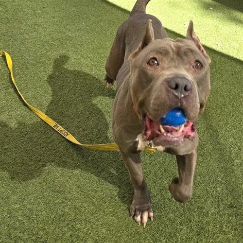 Photo of Lala, adoptable American Staffordshire Terrier in Las Vegas, Nevada
