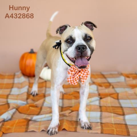Photo of Hunny, adoptable Pit Bull Terrier in Conroe, Texas