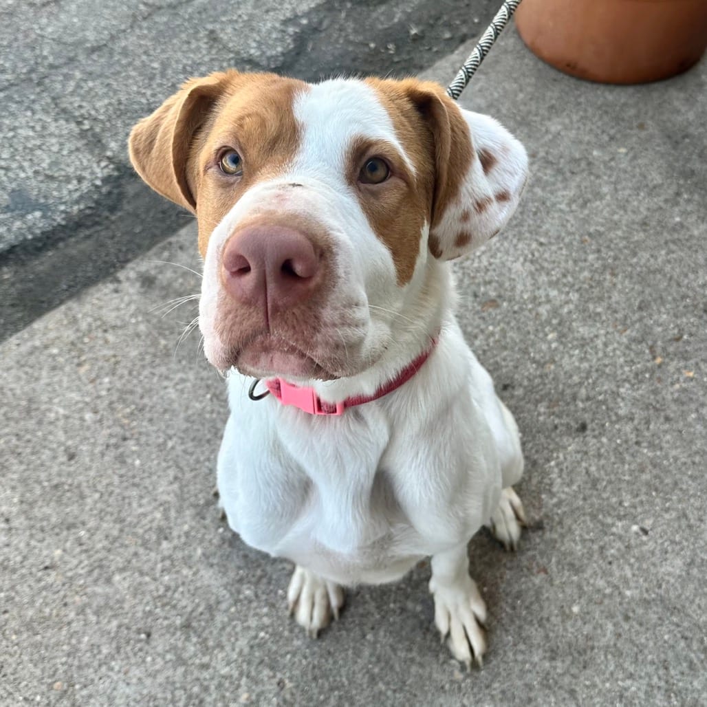 Photo of Mothra K20, adoptable Terrier, Pit Bull / Pei, Shar in Union, Missouri
