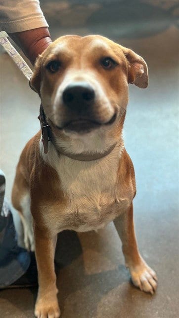 Photo of Buddy, adoptable Labrador Retriever in Houston, Texas