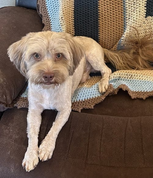 Photo of Brownie, adoptable Lhasa Apso in Pipe Creek, Texas