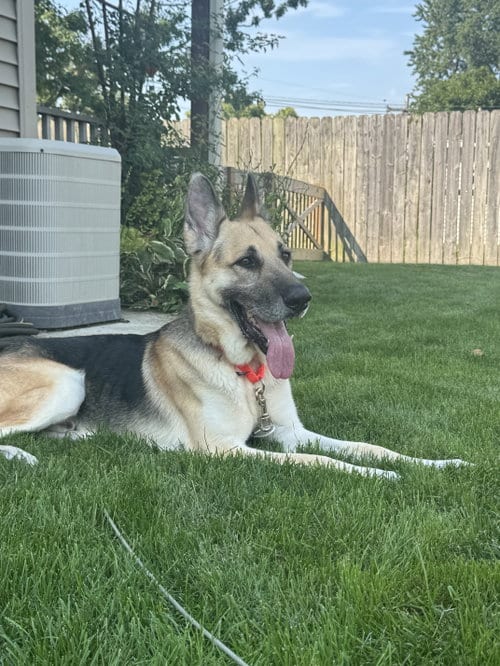 Photo of Frankie, adoptable German Shepherd Dog in SKOKIE, Illinois