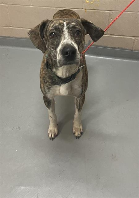 Photo of Chip, adoptable Boxer in Tacoma, Washington