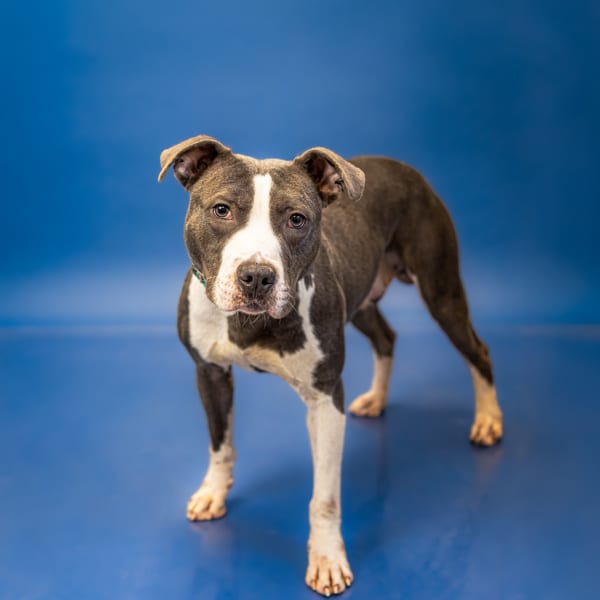 Photo of Nc-03 C Quantum, adoptable Pit Bull cross in Lawrenceville, Georgia