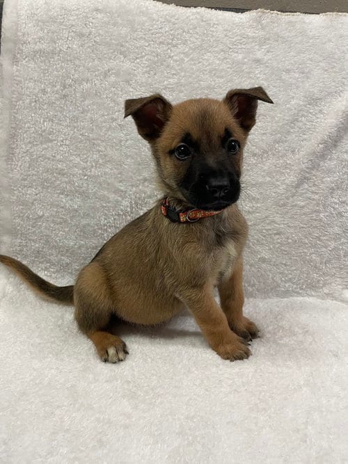 Photo of Hallowed Harvest - Howden - Located in Florida, adoptable Belgian Shepherd Malinois in Imlay City, Michigan