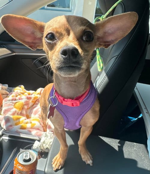 Photo of Chia, adoptable Chihuahua in San Diego, California