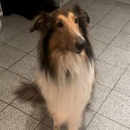 Photo of Rufus, adoptable Collie in Dublin, Ohio
