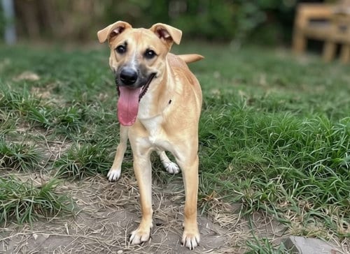 Photo of Glenn, adoptable German Shepherd Dog in Houston, Texas