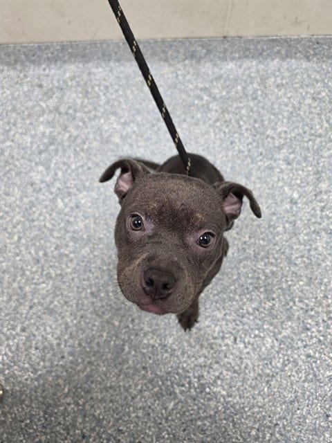 Photo of Arabella, adoptable Pit Bull Terrier in Garland, Texas