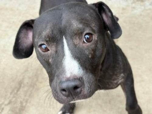 Photo of Oscar, adoptable Pit Bull Terrier in Tulsa, Oklahoma