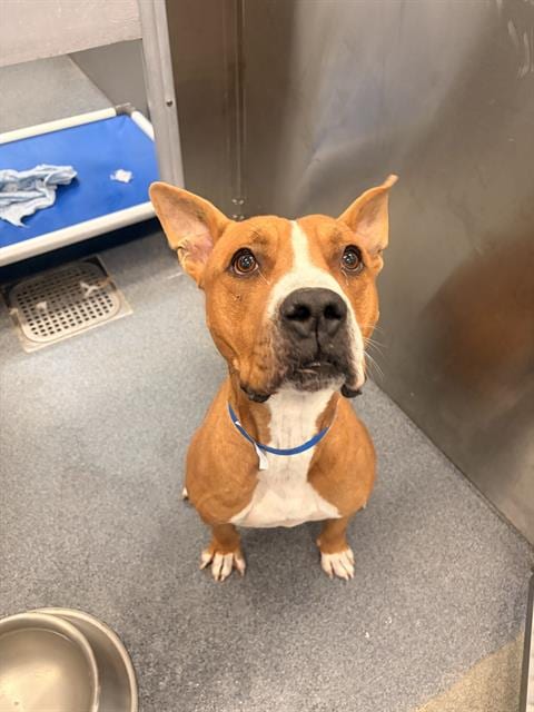 Photo of Pooh Bear, adoptable Mixed Breed and Pit Bull Terrier