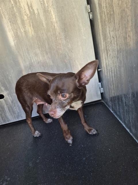 Photo of Chica, adoptable Chihuahua in San Antonio, Texas