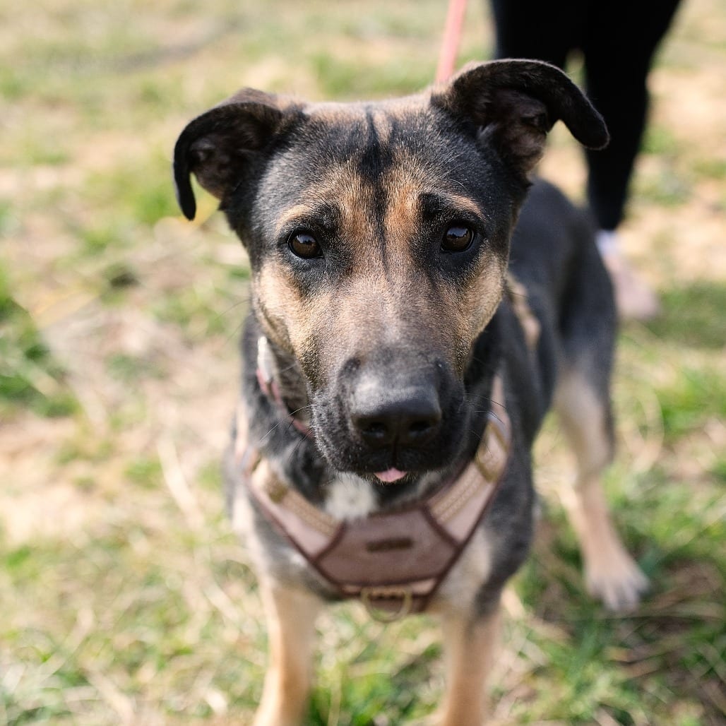 Photo of Suzy, adoptable Shepherd / Mixed Breed (Large) in Chapel Hill, North Carolina