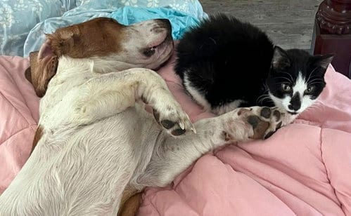 Photo of Carter, adoptable Basset Hound in Milmay, New Jersey