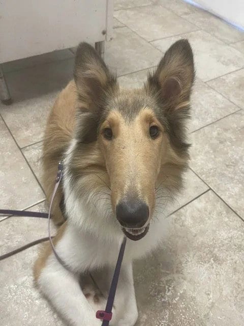 Photo of Morgan, adoptable Collie in Dublin, Ohio