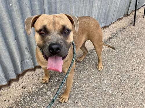 Photo of Bubba, adoptable American Pit Bull Terrier in Albuquerque, New Mexico