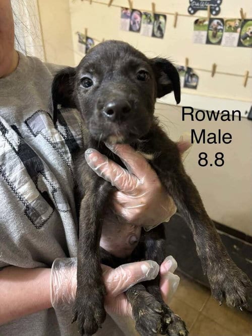 Photo of Johnson Rs : Rowan, adoptable Boxer in Aurora, Indiana
