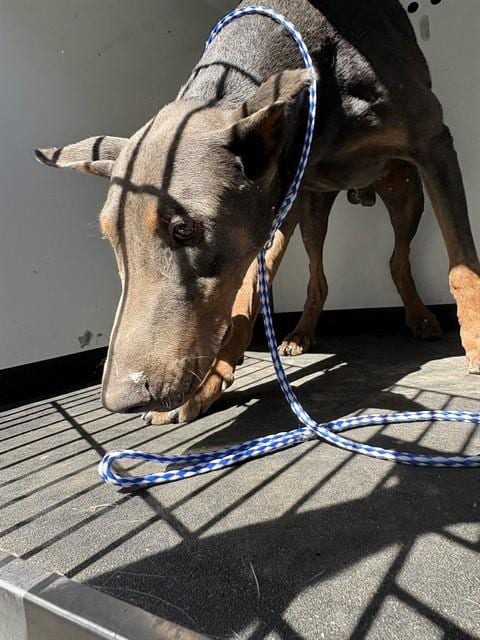 Photo of Senior Doberman Pinscher, adoptable Doberman Pinscher in Bakersfield, California