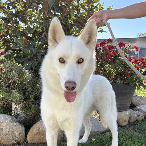 Photo of Buddy, adoptable German Shepherd Dog in Camarillo, California