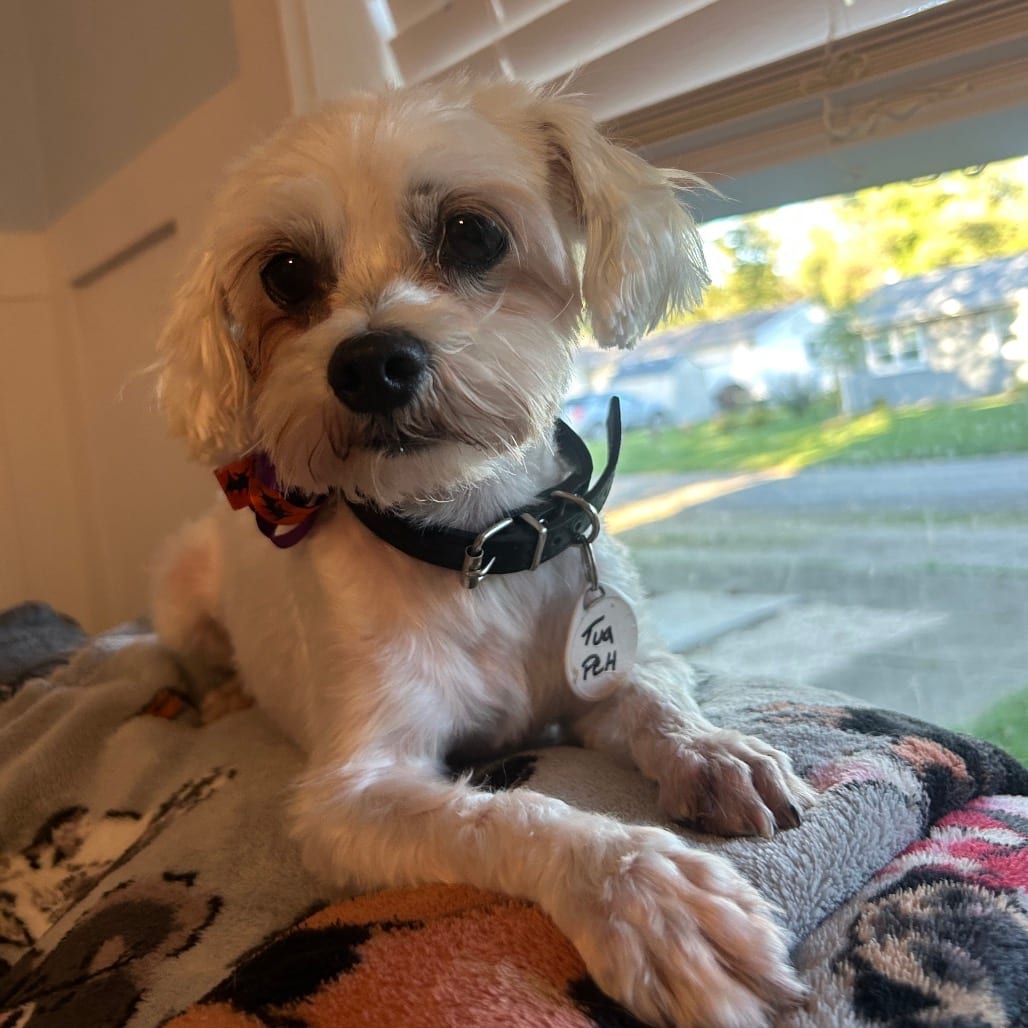 Photo of Tua, adoptable Maltese in Normal, Illinois