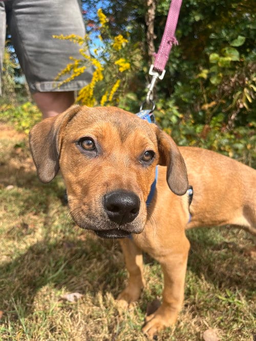 Photo of Penelope, adoptable Terrier in Candler, North Carolina