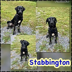 Photo of Stabbington Brother, adoptable Husky Mixed Breed (Medium) in Blountville, Tennessee