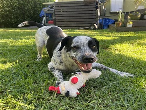 Photo of Spot, adoptable Dalmatian in Los Angeles, California