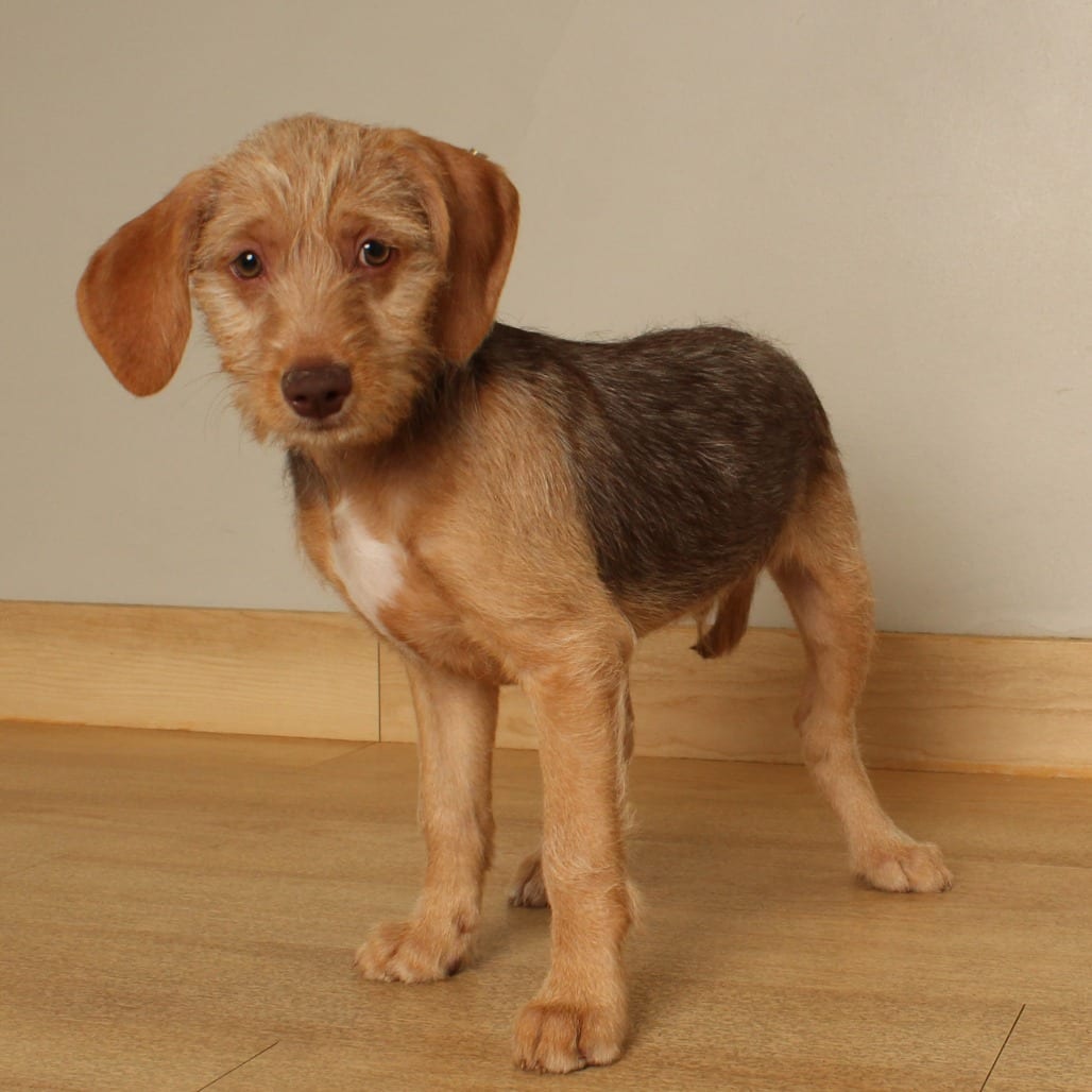 Photo of King Kong D71384, adoptable Shih Tzu / Terrier in Minnesota, Minnesota