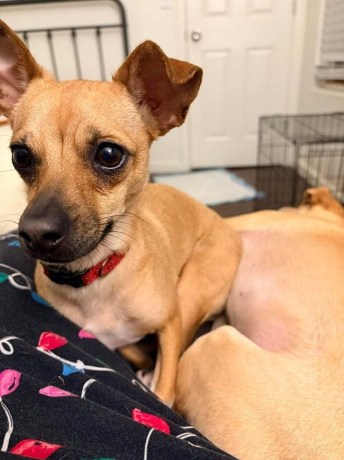 Photo of Lola, adoptable Chihuahua in Visalia, California