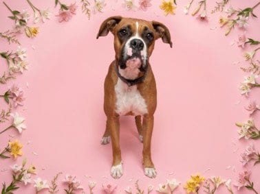 Photo of Lily, adoptable Boxer in Los Angeles, California
