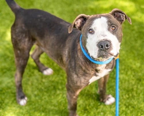 Photo of Aladdin, adoptable Pit Bull Terrier in San Jose, California