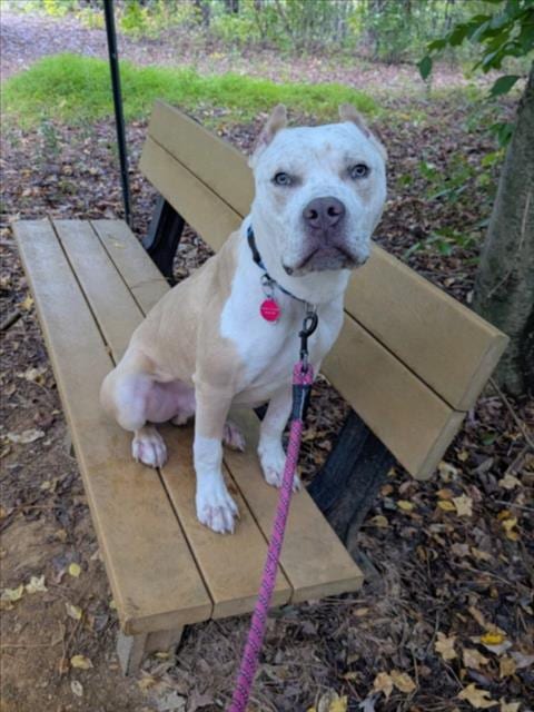 Photo of Speckle, adoptable Pit Bull Terrier in Chapel Hill, North Carolina