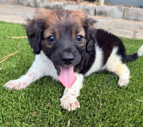 Photo of Pumpkin, adoptable Dachshund in The Woodlands, Texas