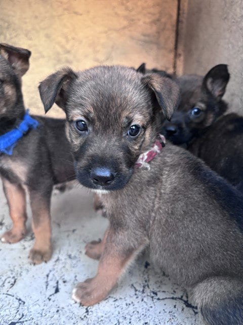 Photo of A480638, adoptable German Shepherd Dog in Oklahoma City, Oklahoma