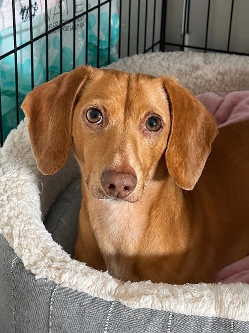 Photo of Dewey, adoptable Dachshund in Brookfield, Maryland