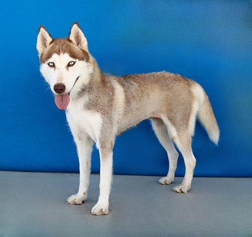 Photo of Cookie, adoptable Siberian Husky in Baldwin Park, California