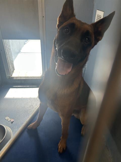 Photo of Wally, adoptable Belgian Shepherd Malinois in Downey, California